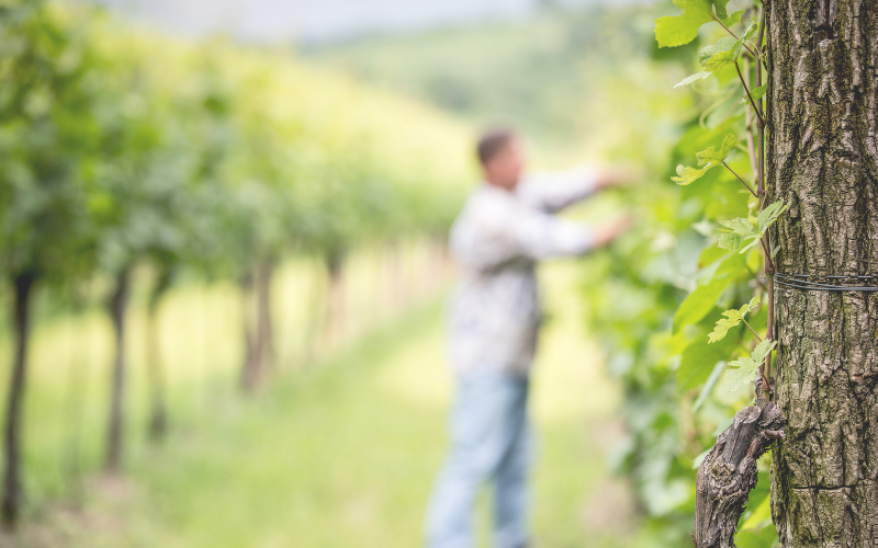 Tailgate  |  Dry Farming Site Tour